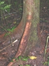 Vatairea erythrocarpa