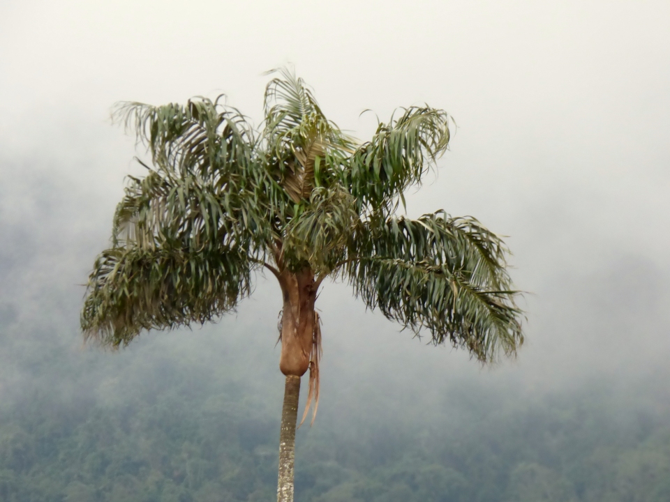 Ceroxylon vogelianum