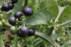 Solanum scabrum