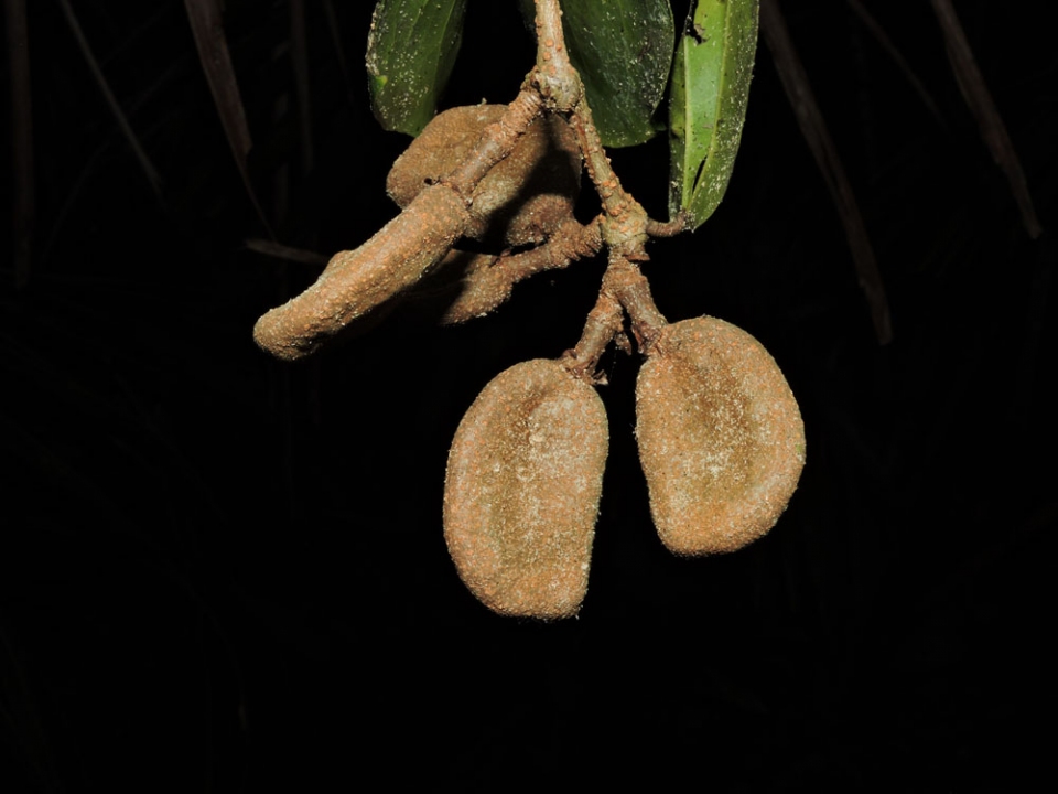 Cynometra hemitomophylla