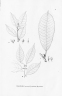 Ficus paraensis