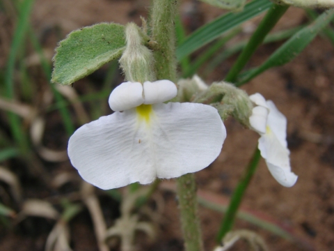 Hybanthus calceolaria