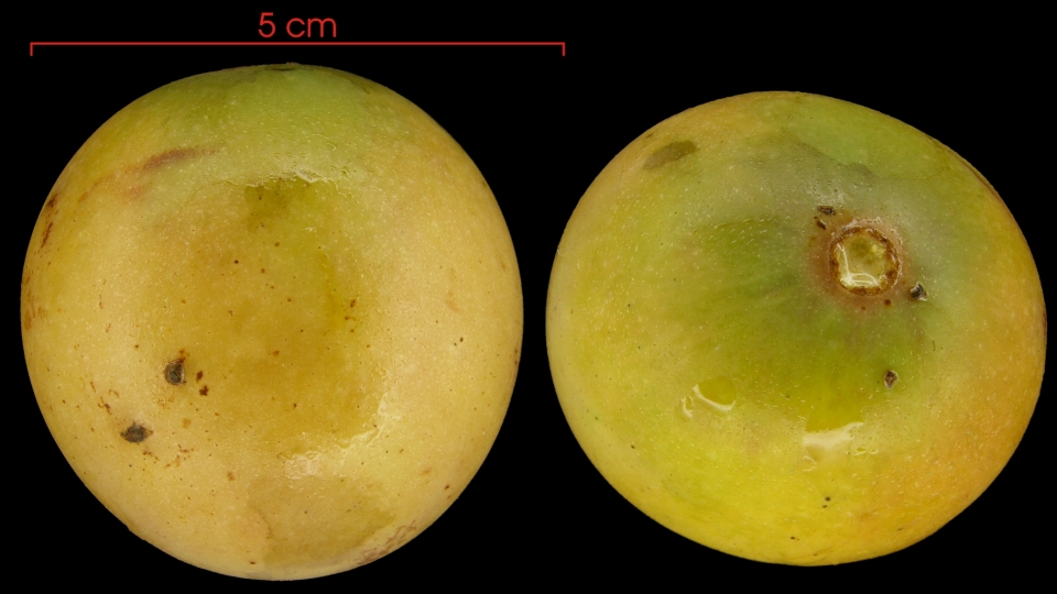 Solanum circinatum