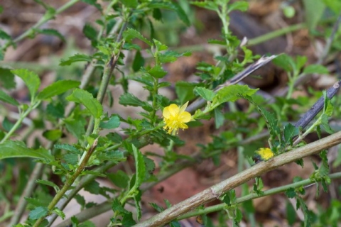 Corchorus siliquosus