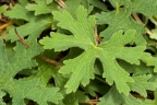 Geranium mexicanum