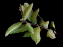 Physocalymma scaberrimum