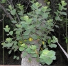 Dombeya spectabilis