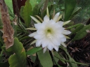 Epiphyllum crenatum