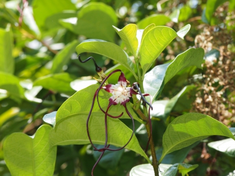 Strophanthus caudatus - Useful Tropical Plants