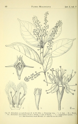 Homalium caryophyllaceum