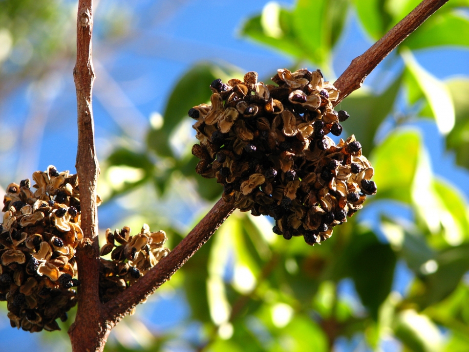 Melicope elleryana