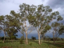 Eucalyptus intertexta