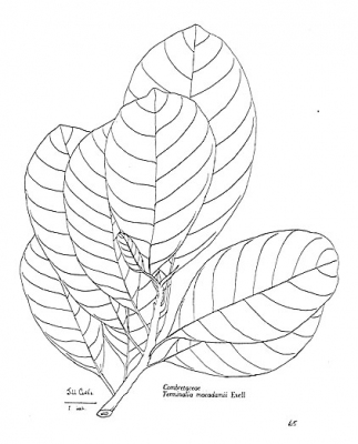 Terminalia macadamii