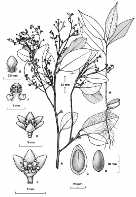 Endiandra sideroxylon