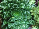 Brassica rapa narinosa