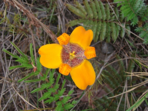 Trimezia juncifolia