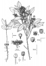 Syzygium papyraceum