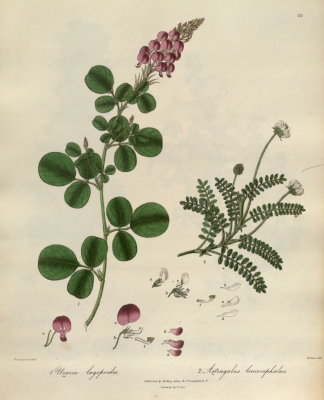 Uraria lagopodioides