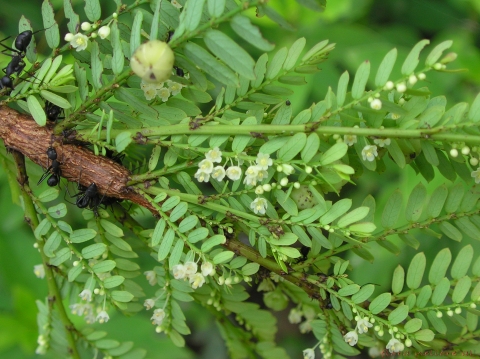 Phyllanthus polyphyllus