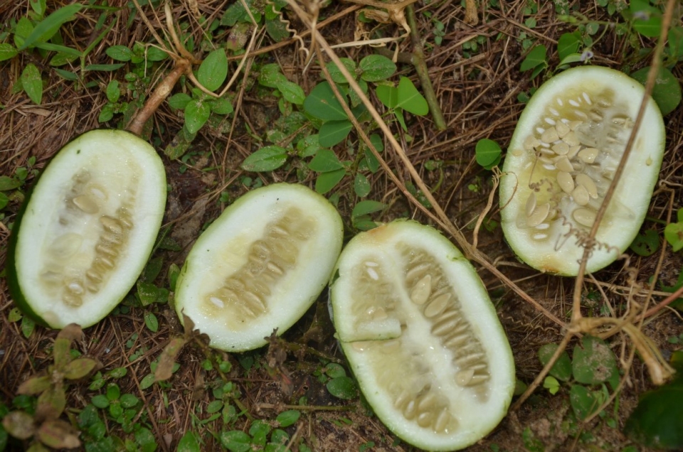Cucumeropsis mannii