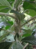 Solanum giganteum
