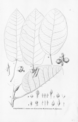 Ficus calyptroceras