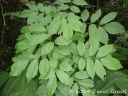 Lonchocarpus muehlbergianus