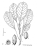 Terminalia megalocarpa