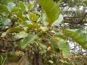 Ficus platyphylla