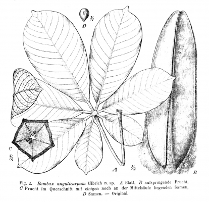 Bombax buonopozense