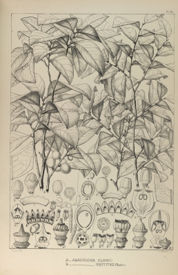 Anacolosa clarkii