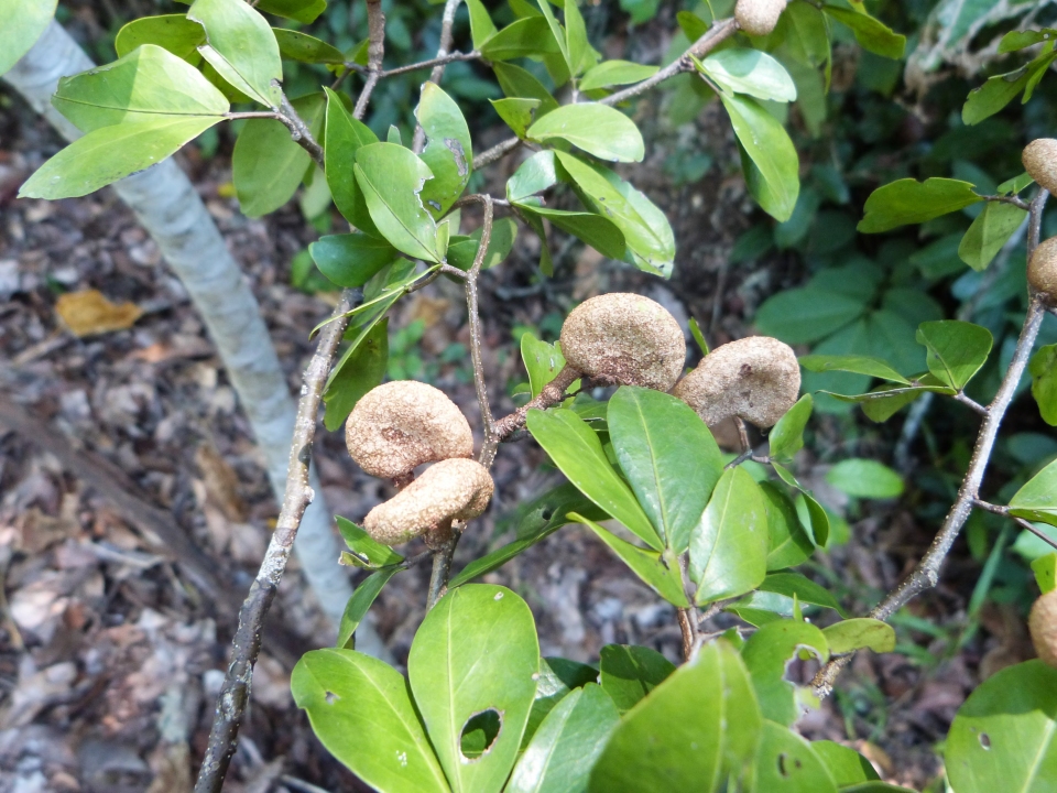 Maniltoa cynometroides