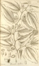 Grewia triflora