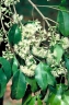 Syzygium claviflorum