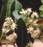 Calycophyllum spruceanum
