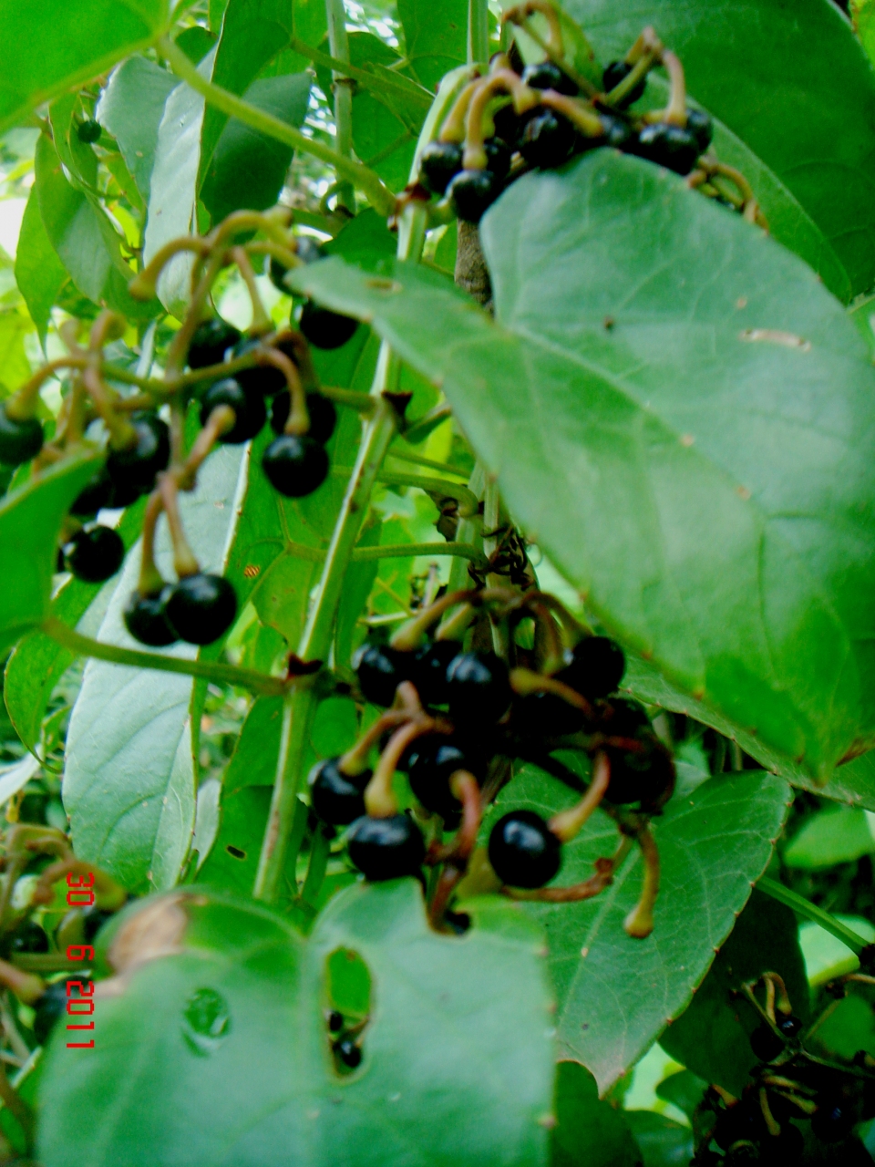 Cissus hastata
