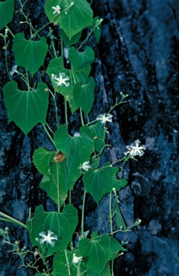 Trichosanthes cucumerina