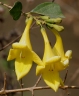 Gmelina asiatica