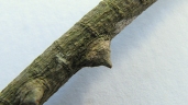Zanthoxylum monogynum