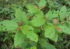 Mitragyna parvifolia