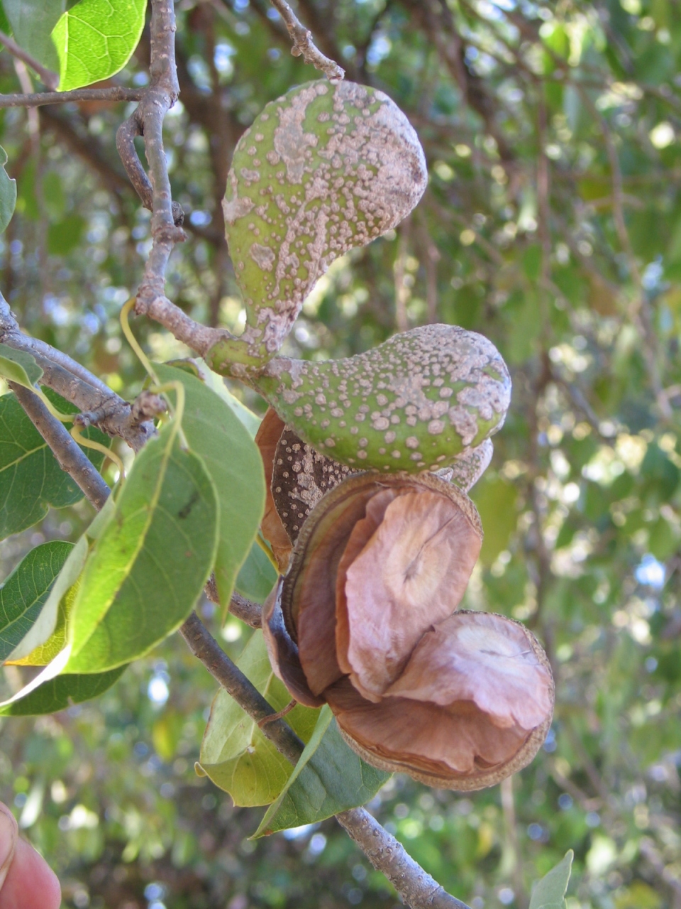 Aspidosperma pyrifolium