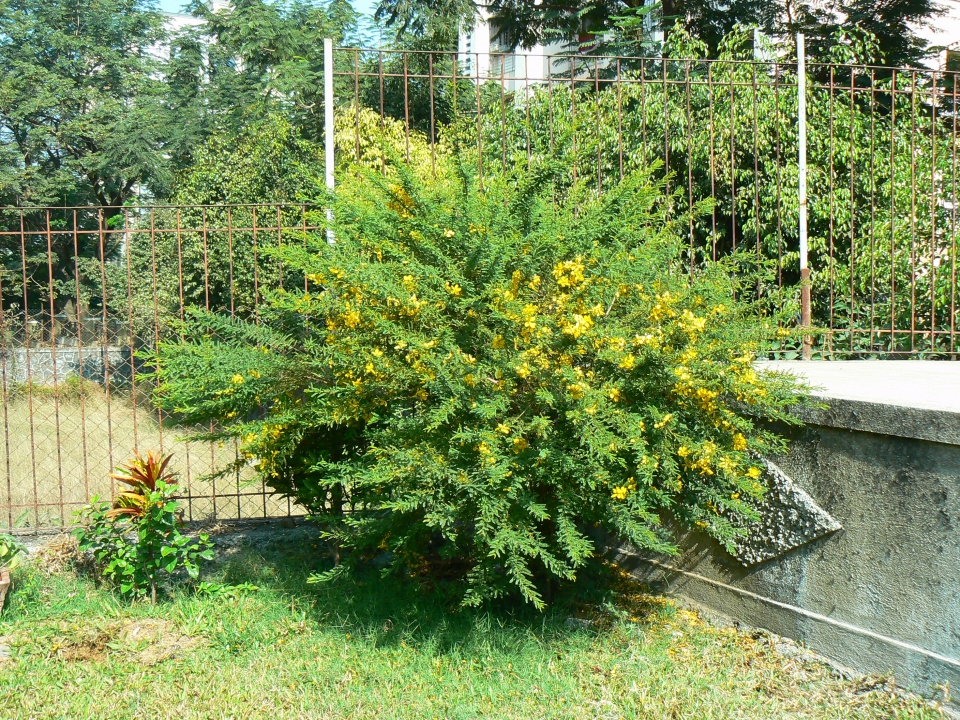 Senna polyphylla