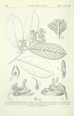 Xanthophyllum rufum