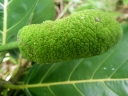 Artocarpus teysmannii