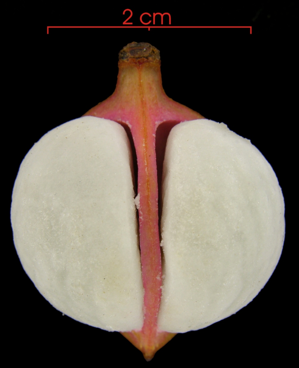 Protium panamense