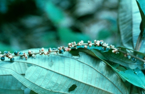 Miconia longispicata