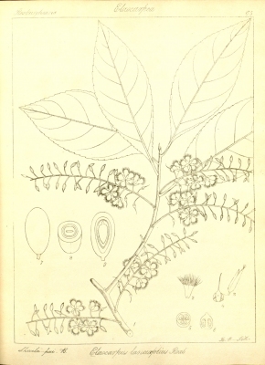 Elaeocarpus lanceifolius