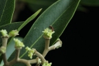 Daphnopsis americana