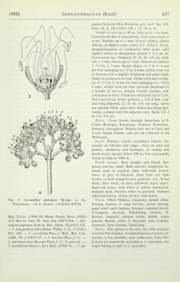 Ixonanthes petiolaris