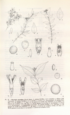 Strychnos mostueoides